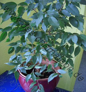 Ficus benjamina oder auch Birkenfeige